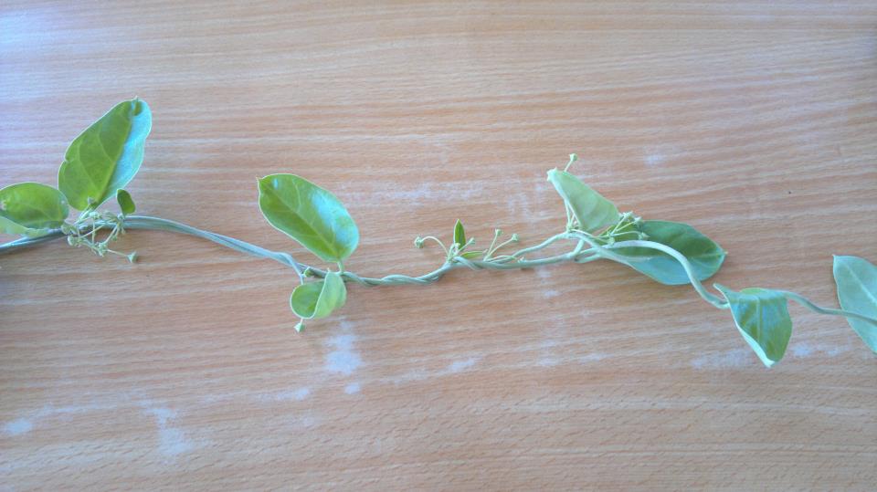 Tylophora indica
