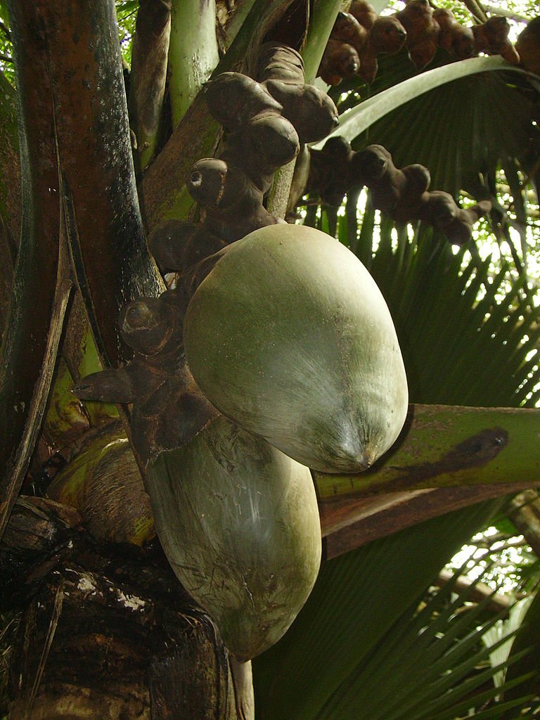 Double Coconut, sea coconut or Coco de mer-Lodoicea maldivica