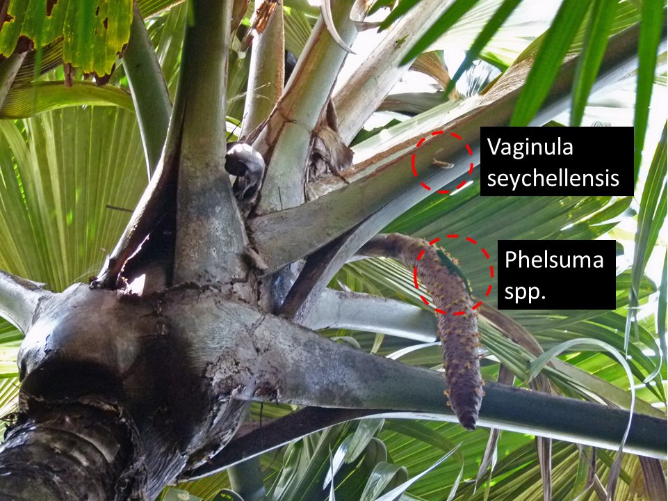 Lodoicea, commonly known as the sea coconut, coco de mer, or double coconut, is a monotypic genus in the palm family