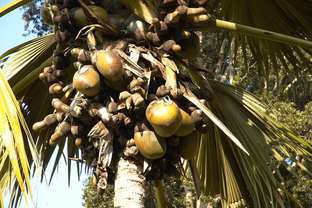 Coco de mer. The name coco de mer is French, and means "coconut of the sea".