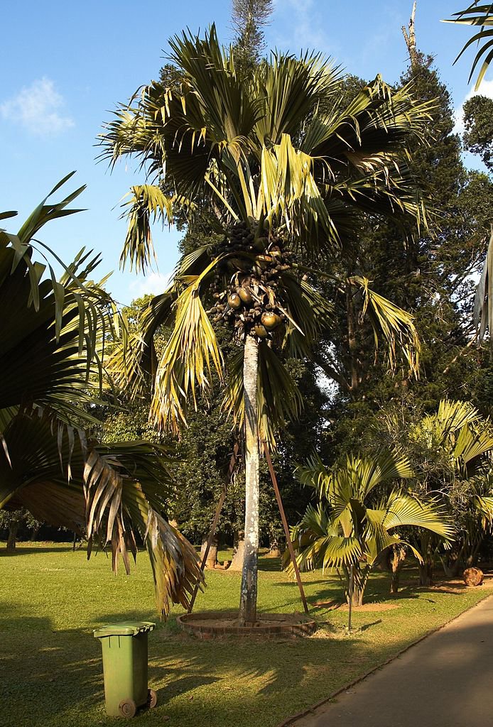 Maldive coconut, Lodoicea maldivica, this very large nut looks like two coconuts joined together