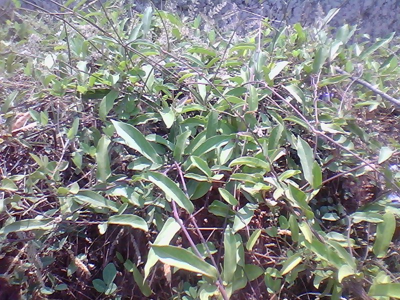 Aristolochia indica