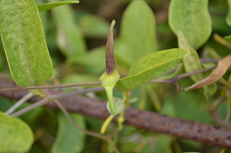 Aristolochia indica