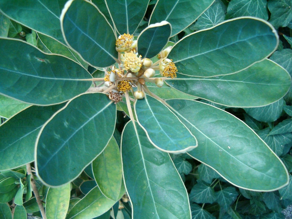 Litsea_japonica-1.JPG