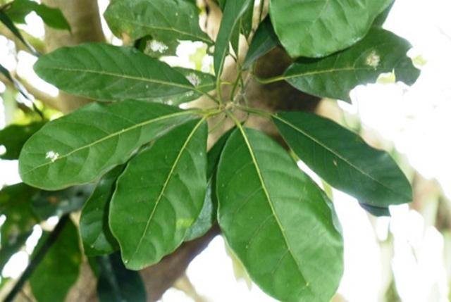 Litsea_japonica-2.jpg