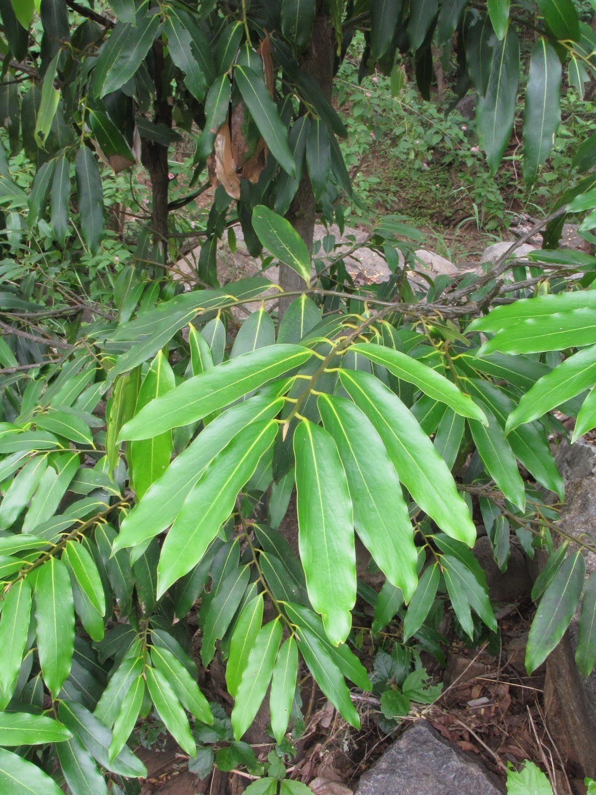 Putranjiva-roxburghii