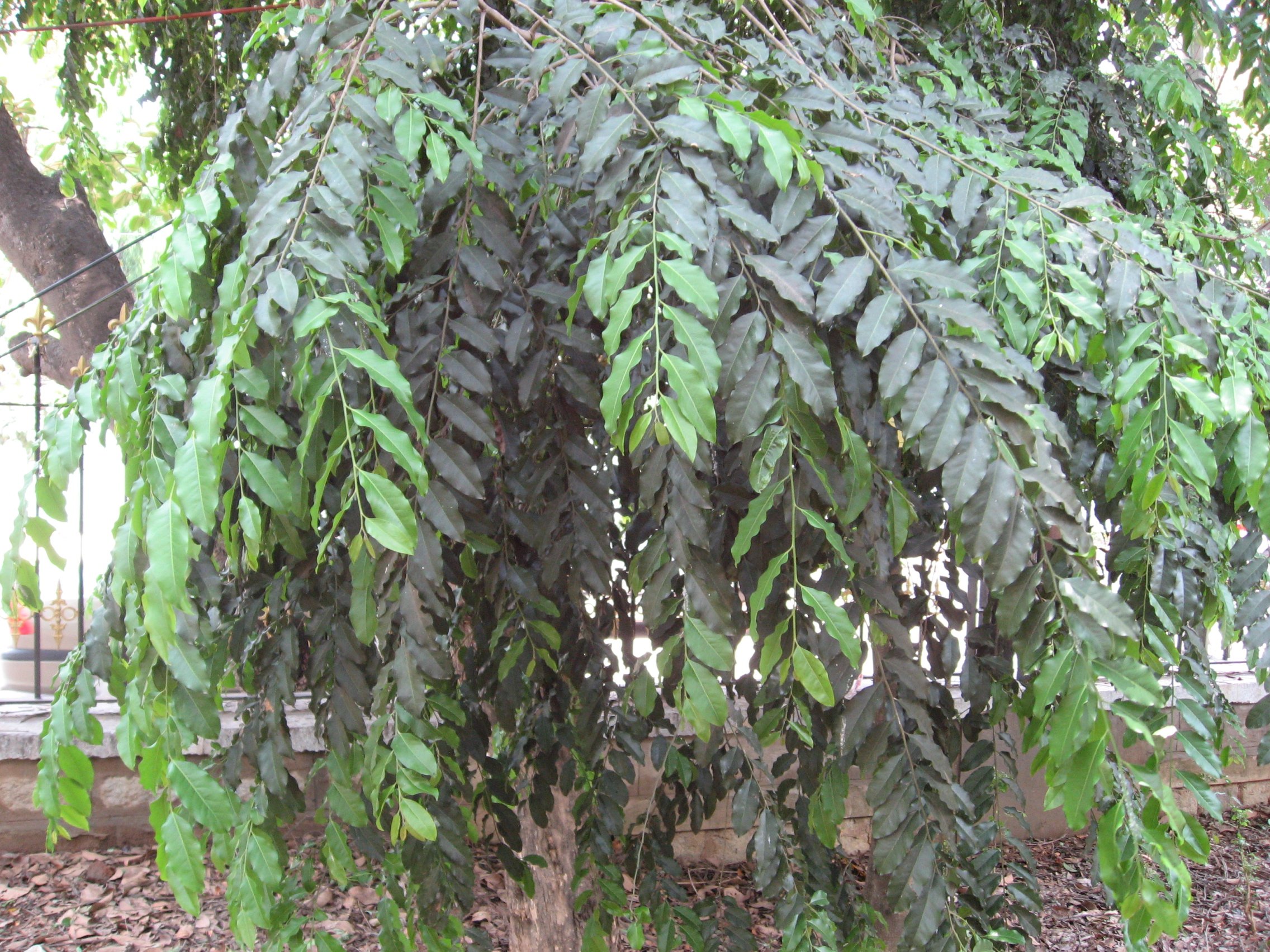 Putranjiva-roxburghii