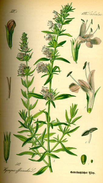 Hyssopus_officinalis0.jpg