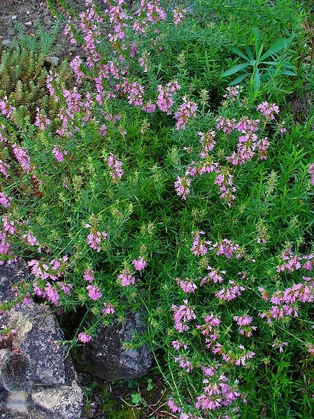 Hyssopus_officinalis_001.JPG