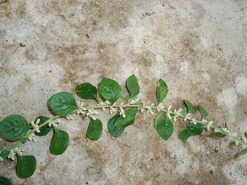 Aerva-lanata-3-kerala.JPG