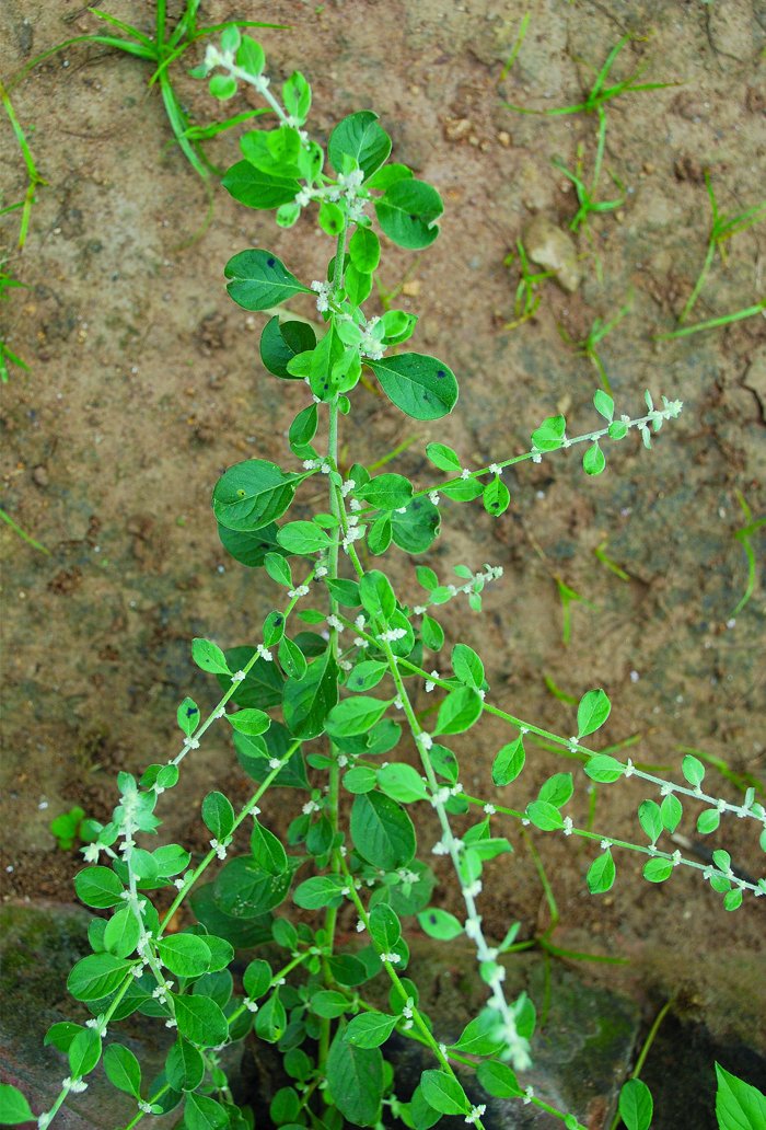 Aerva-lanata-kerala.jpg