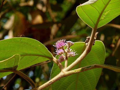 images/medicinal-plants-all/2/CallicarpaMacrophylla2.jpg