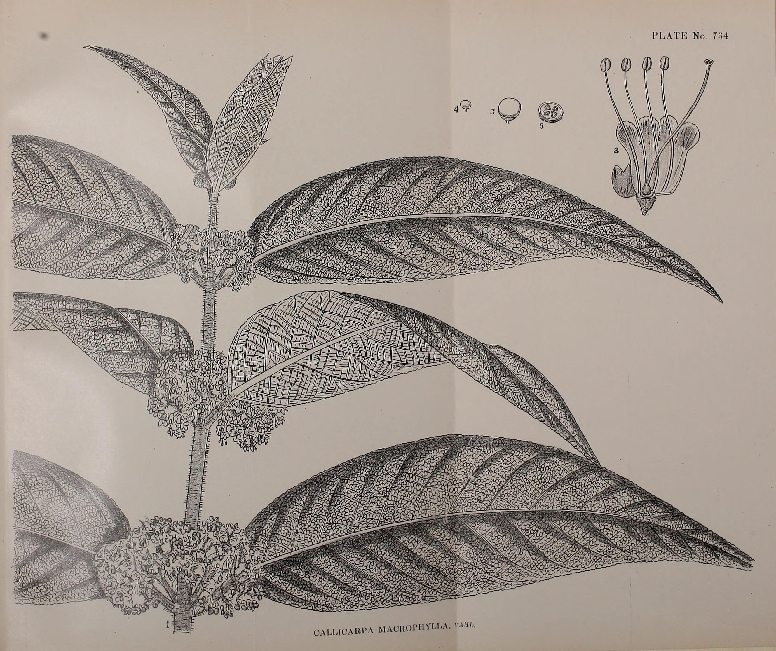 Callicarpa_macrophylla_1.jpg