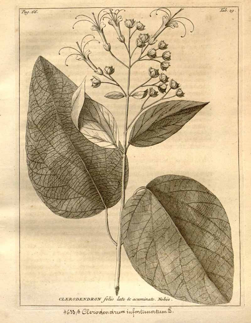 Clerodendrum_infortunatum