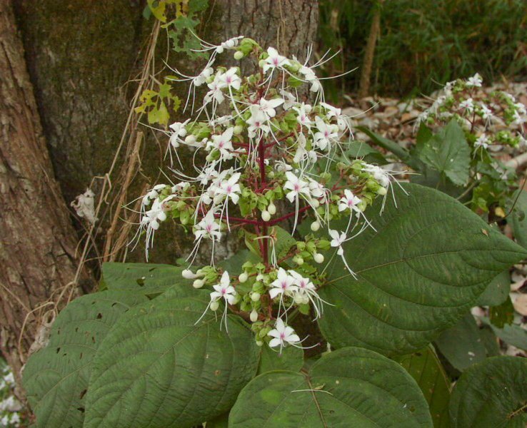 Clerodendrum_infortunatum_2.jpg