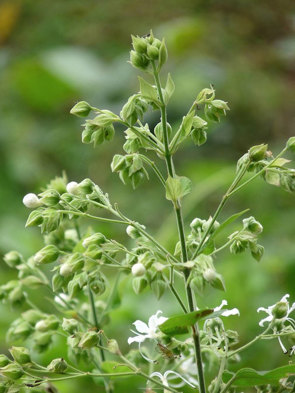 Clerodendrum_infortunatum