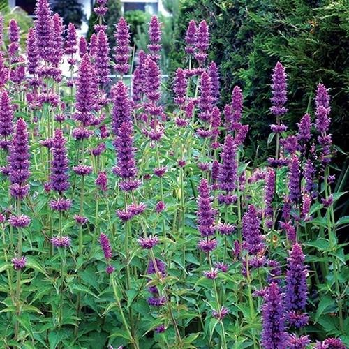 Hyssop_Lavender_grande.jpg
