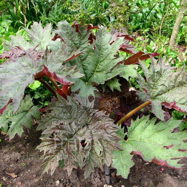 rheum_palmatum.jpg