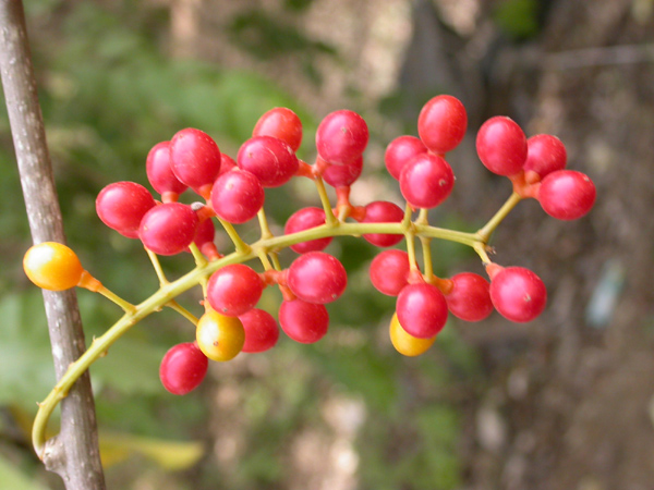 Tinospora_cordifolia_fruit.JPG
