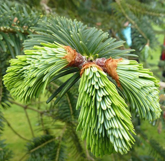 Abies-webbiana