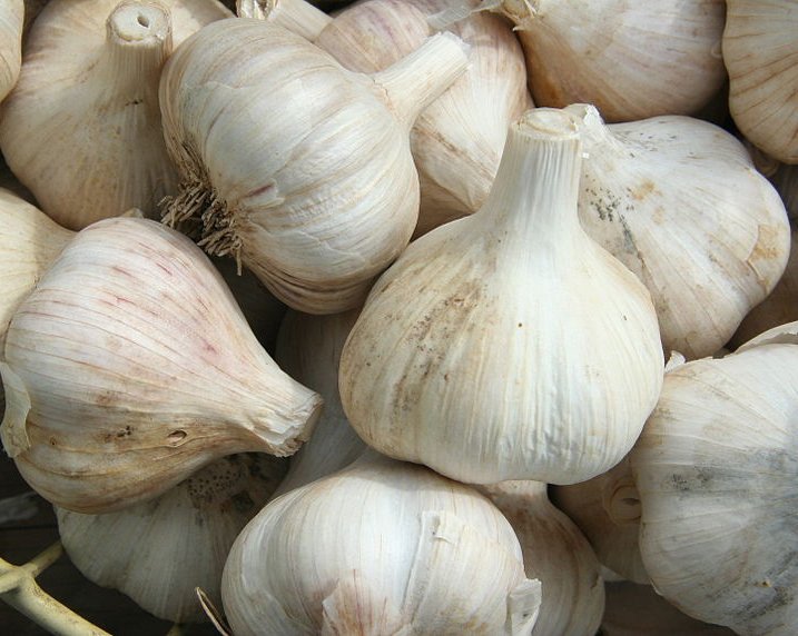 Allium Sativum Linn - Garlic