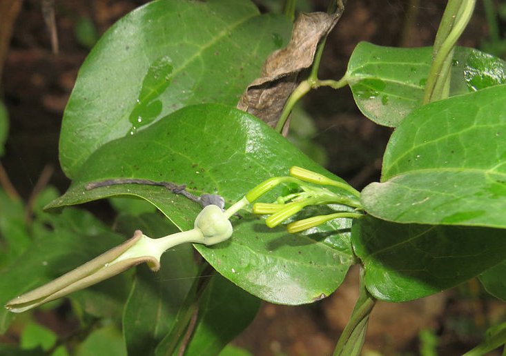 Aristolochia indica - Ishwari