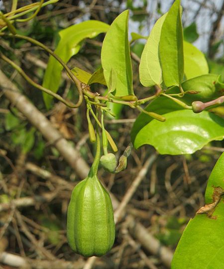 Aristolochia-indica