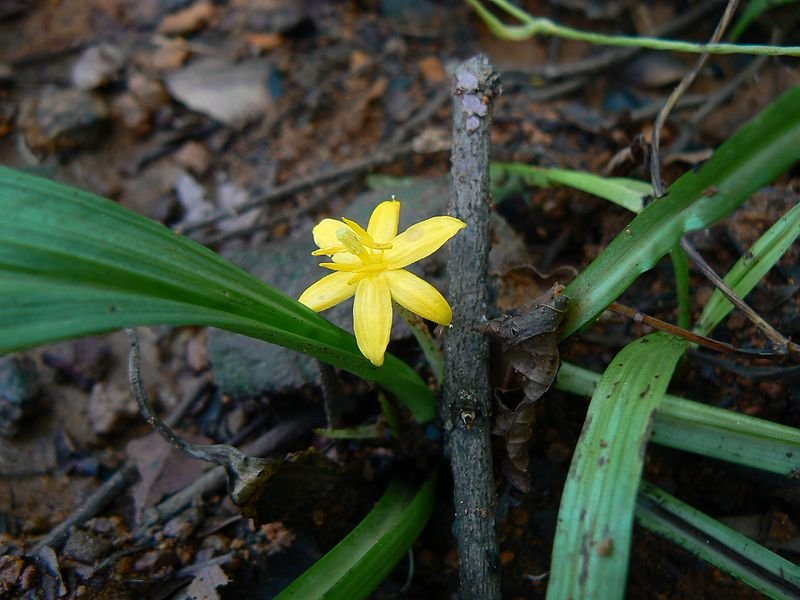 Curculigo orchioides - Black Musli
