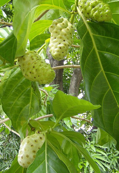 Morinda-citrifolia-Noni_fruit
