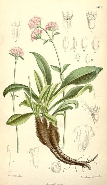 Nardostachys Jatamansi