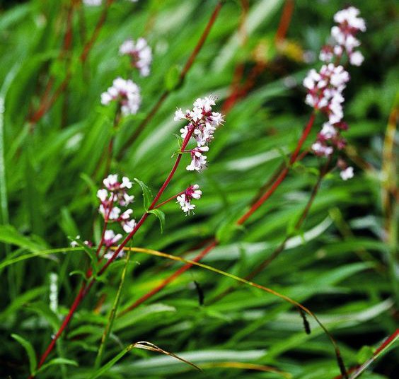 Nardostachys-Jatamansi