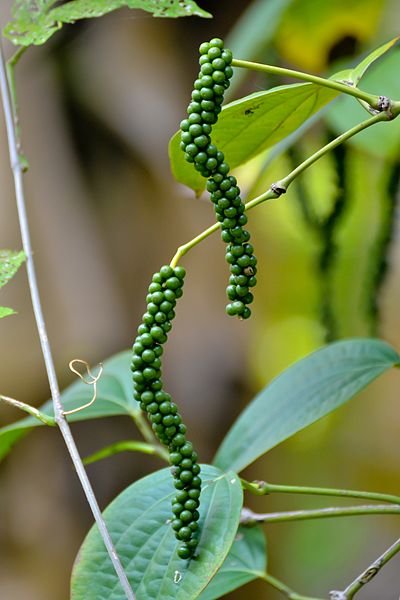 Piper Nigrum - Black Pepper