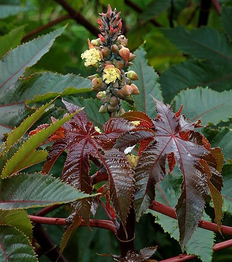 Ricinus Communis - Castor