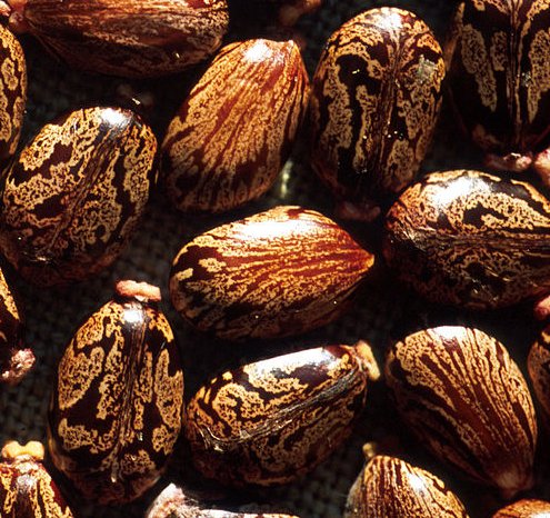 Ricinus Communis - Castor
