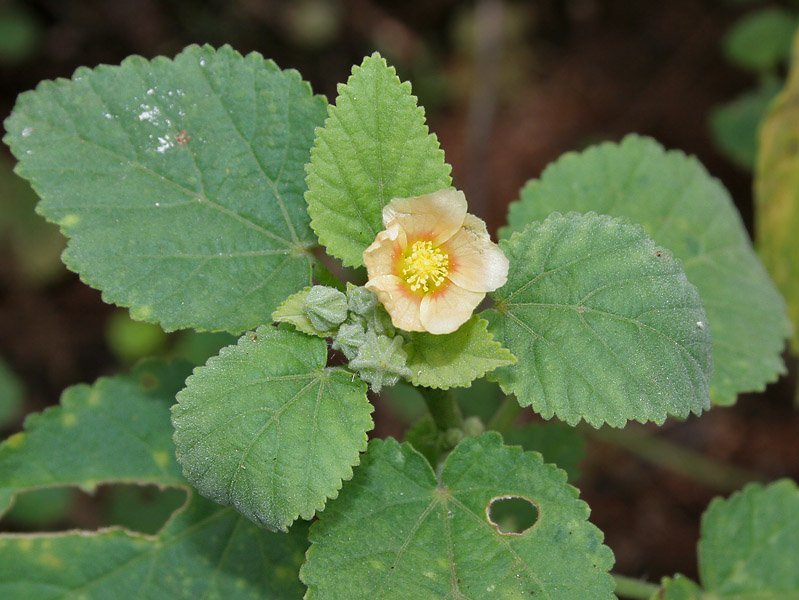 Sida Cordifolia - Bala/ Country Mallow
