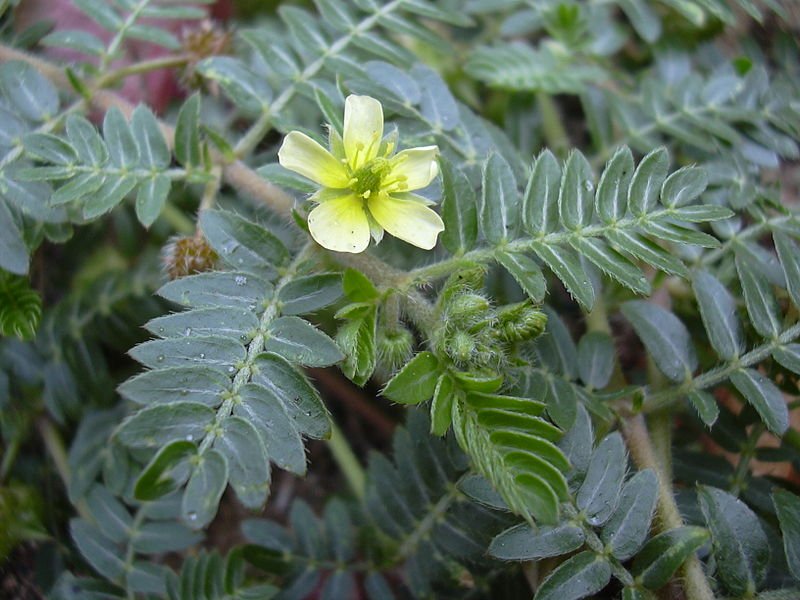 Tribulus terrestris - Gokshura