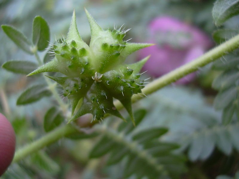 Tribulus-terrestris