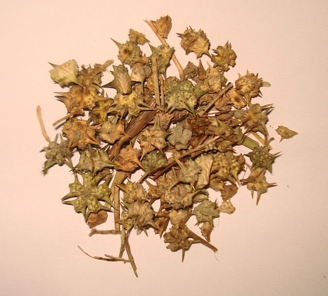 Tribulus-terrestris